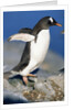 Gentoo Penguin Stretching Wings by Anonymous