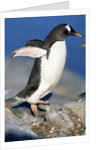 Gentoo Penguin Stretching Wings by Anonymous