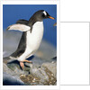 Gentoo Penguin Stretching Wings by Anonymous