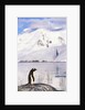 Gentoo Penguin by Anonymous