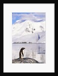 Gentoo Penguin by Anonymous