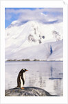 Gentoo Penguin by Anonymous