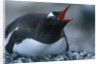 Gentoo Penguin Sitting on Nest by Anonymous