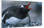 Gentoo Penguin Sitting on Nest by Anonymous