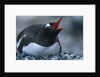 Gentoo Penguin Sitting on Nest by Anonymous