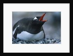 Gentoo Penguin Sitting on Nest by Anonymous
