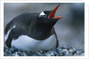Gentoo Penguin Sitting on Nest by Anonymous