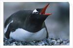 Gentoo Penguin Sitting on Nest by Anonymous