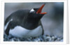 Gentoo Penguin Sitting on Nest by Anonymous