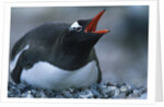 Gentoo Penguin Sitting on Nest by Anonymous