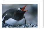 Gentoo Penguin Sitting on Nest by Anonymous