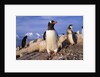 Gentoo Penguins by Anonymous