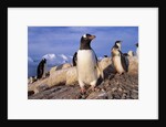 Gentoo Penguins by Anonymous