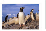 Gentoo Penguins by Anonymous