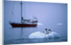 Gentoo Penguins Perching on Small Iceberg by Anonymous