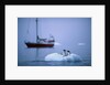Gentoo Penguins Perching on Small Iceberg by Anonymous