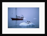 Gentoo Penguins Perching on Small Iceberg by Anonymous