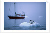 Gentoo Penguins Perching on Small Iceberg by Anonymous
