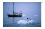 Gentoo Penguins Perching on Small Iceberg by Anonymous
