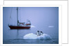 Gentoo Penguins Perching on Small Iceberg by Anonymous