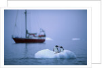 Gentoo Penguins Perching on Small Iceberg by Anonymous