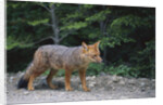 Patagonian Culpeo Fox Being Cautious by Anonymous
