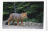 Patagonian Culpeo Fox Being Cautious by Anonymous