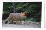 Patagonian Culpeo Fox Being Cautious by Anonymous