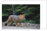 Patagonian Culpeo Fox Being Cautious by Anonymous