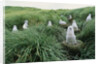 Gray-Headed Albatross Chicks Waiting in Nests by Anonymous