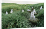Gray-Headed Albatross Chicks Waiting in Nests by Anonymous