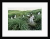 Gray-Headed Albatross Chicks Waiting in Nests by Anonymous