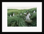 Gray-Headed Albatross Chicks Waiting in Nests by Anonymous