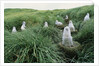 Gray-Headed Albatross Chicks Waiting in Nests by Anonymous