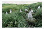 Gray-Headed Albatross Chicks Waiting in Nests by Anonymous