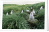 Gray-Headed Albatross Chicks Waiting in Nests by Anonymous