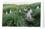 Gray-Headed Albatross Chicks Waiting in Nests by Anonymous