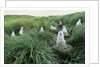 Gray-Headed Albatross Chicks Waiting in Nests by Anonymous