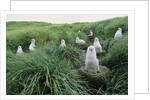 Gray-Headed Albatross Chicks Waiting in Nests by Anonymous