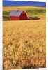 Red Barn on Rolling Hills by Anonymous