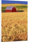 Red Barn on Rolling Hills by Anonymous