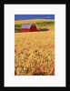 Red Barn on Rolling Hills by Anonymous