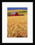 Red Barn on Rolling Hills by Anonymous