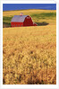Red Barn on Rolling Hills by Anonymous