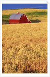 Red Barn on Rolling Hills by Anonymous