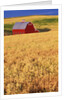 Red Barn on Rolling Hills by Anonymous