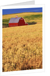 Red Barn on Rolling Hills by Anonymous