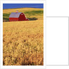 Red Barn on Rolling Hills by Anonymous