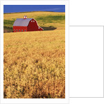 Red Barn on Rolling Hills by Anonymous