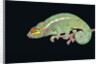 Panther Chameleon Clinging to Branch by Anonymous